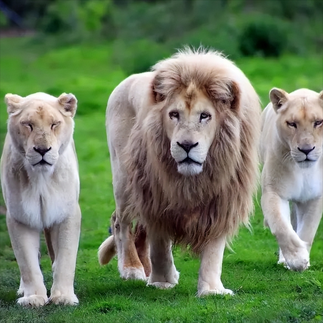 十大惊人奇闻怪事，十大奇闻趣事