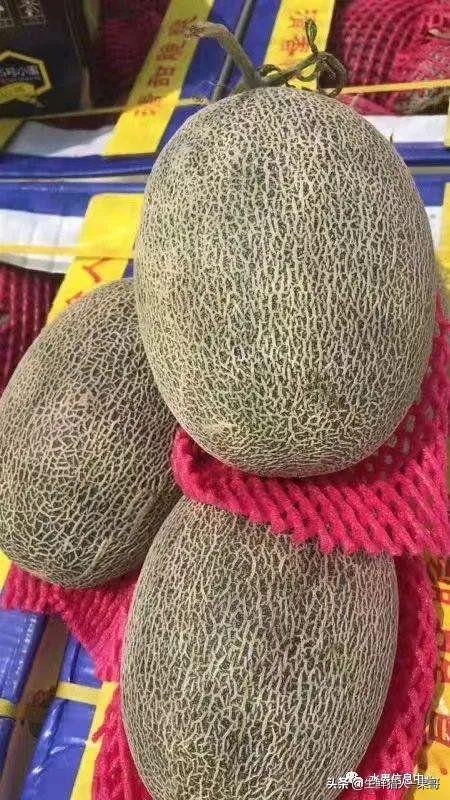 绿色的哈密瓜叫什么，绿色的哈密瓜叫什么名字（哈密瓜、蜜瓜、网纹瓜、香瓜、羊角蜜傻傻分不清）