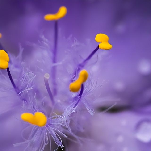 浅夏が忆昔上善若水晨光苏醒,初夏的雨看尽千帆淡忘如思沁水百合十指
