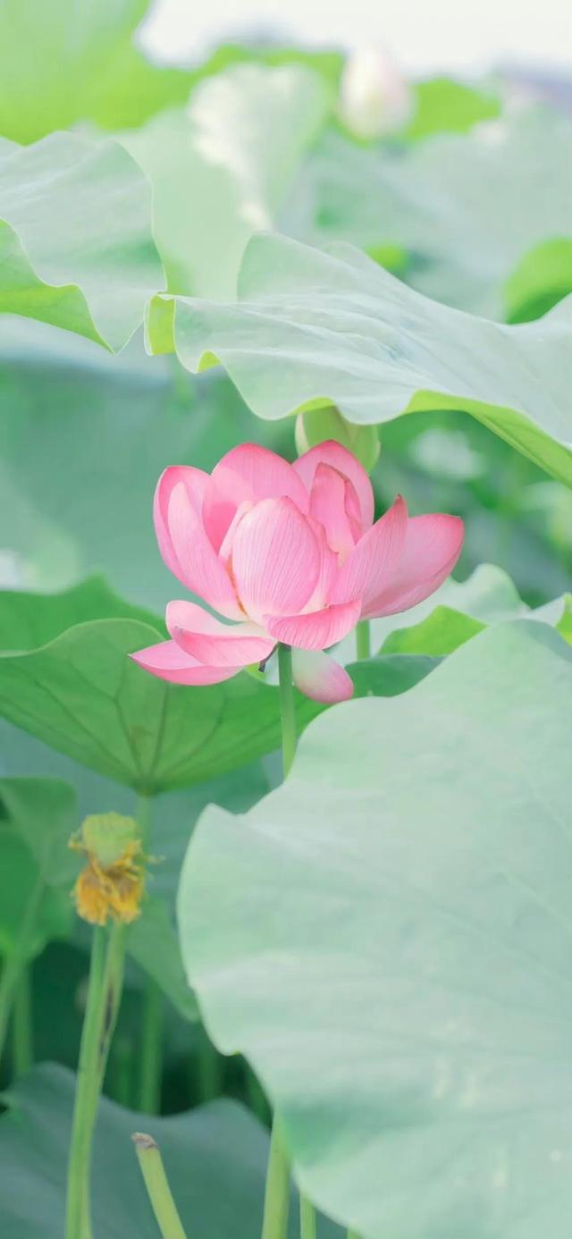 好看干净的背景图   夏天，好看干净的背景图书本天蓝色（夏日凉爽壁纸，更爱浅绿）