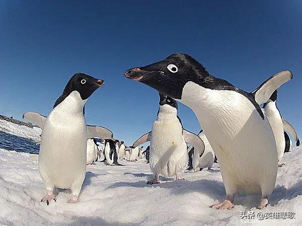 南极常年平均温度是多少，你知道南极平均温度多少吗（企鹅为啥活得有滋有味）