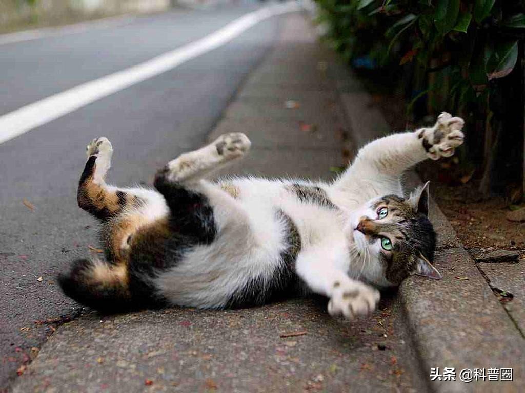 猫的生殖器(猫和狗连在一起)