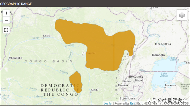 霍加狓怎么读，霍加狓是什么动物（世界上最神秘的大型哺乳动物之一）