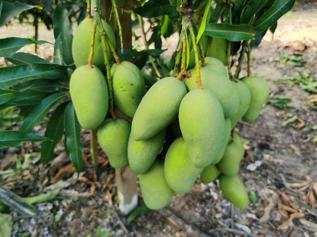 竹芋，竹芋的养殖方法和注意事项（南方烂大街的花）