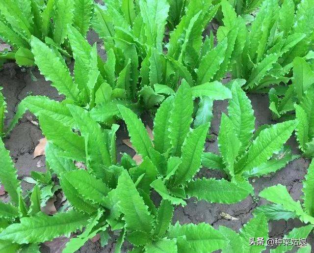 秋天適合種什麼蔬菜,適合秋天種植的菜(除了白菜蘿蔔還能種哪些)