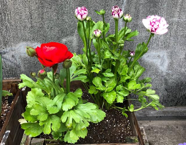 花毛茛，花儿像牡丹、一朵朵盛开、美丽娇艳（花毛茛好养活吗）