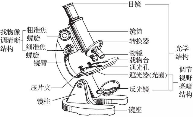 蔗糖是不是还原糖，麦芽糖和蔗糖是不是还原糖（高中生物易错题NO.2）