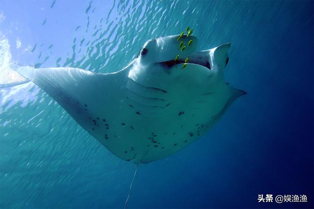 目前海洋最大的生物，最大的海洋生物有哪些（海洋中体型最大的）