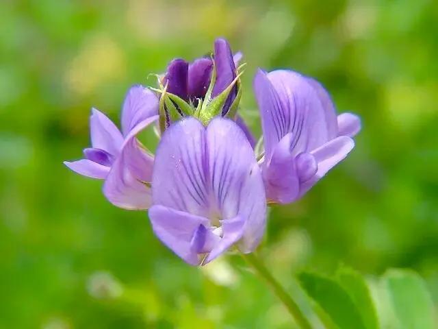 紫色三叶草的花语是什么，紫色三叶草开花图片（紫苜蓿——三叶草）