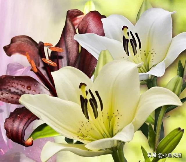 母亲节送什么花，母亲节送什么花最适合（能送给母亲的花不只是康乃馨）