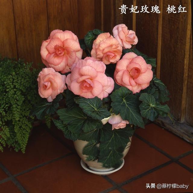 蕾丝边是什么意思，蕾丝边浪漫百分百蕾丝边是什么意思（蕾丝边的海棠花你见过吗）