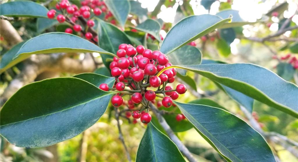 北美冬青和法国冬青的区别(它们到底有什么区别?) - 彝家农业网