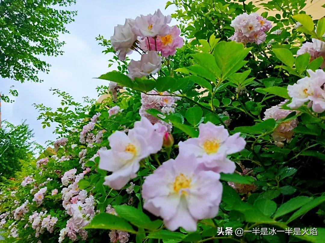 蔷薇花语，蔷薇花语是什么意思 寓意（随笔：蔷薇花开艳流年）