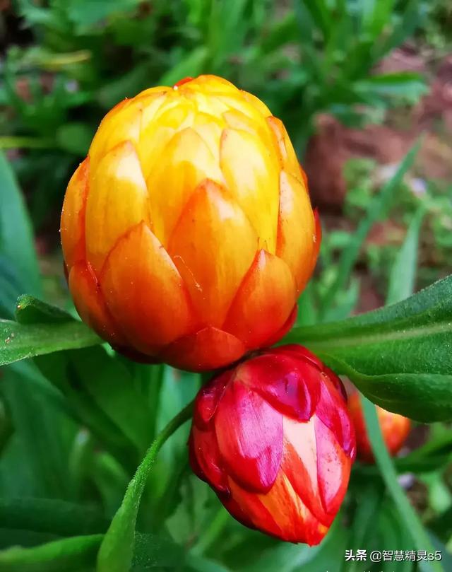 铁树开花的方法，铁树开花的方法有哪些（铁树开花了，也有芬芳的一天）