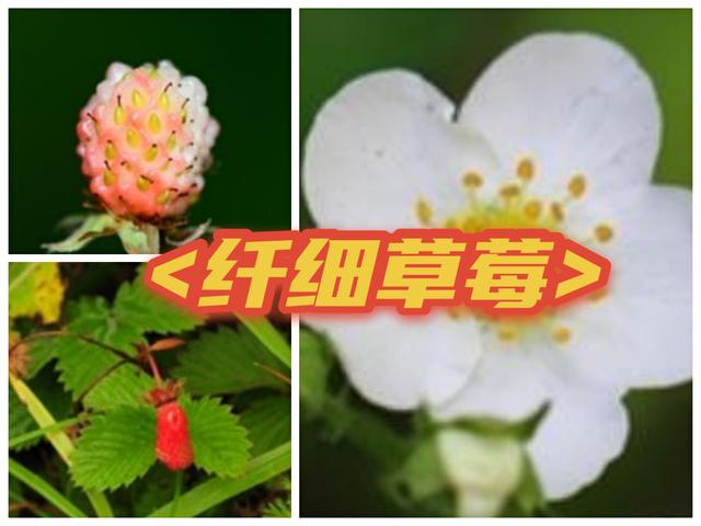 野草莓能吃吗，野草莓能吃吗长的什么样子有图片吗（道不明千姿百态的中国草莓）