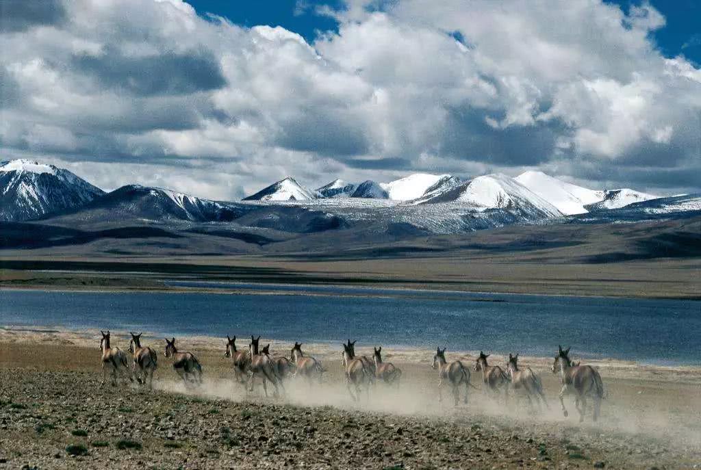 可可西里的生态价值