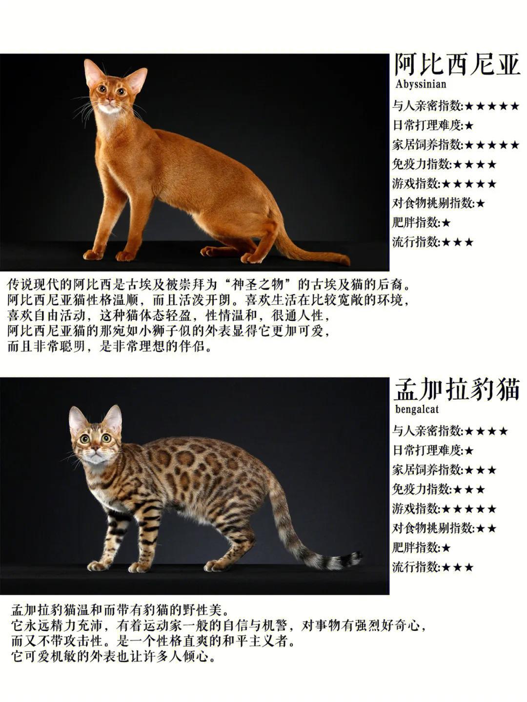 异国短毛猫多少钱 短毛猫价格多少钱一只