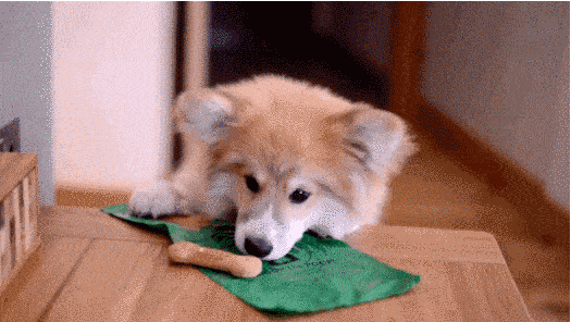 独特好听的零食店名字360个 零食店名字有创意的取名大全，独特好听的零食店名字360个（2022年狗狗“爆款”名字公布）