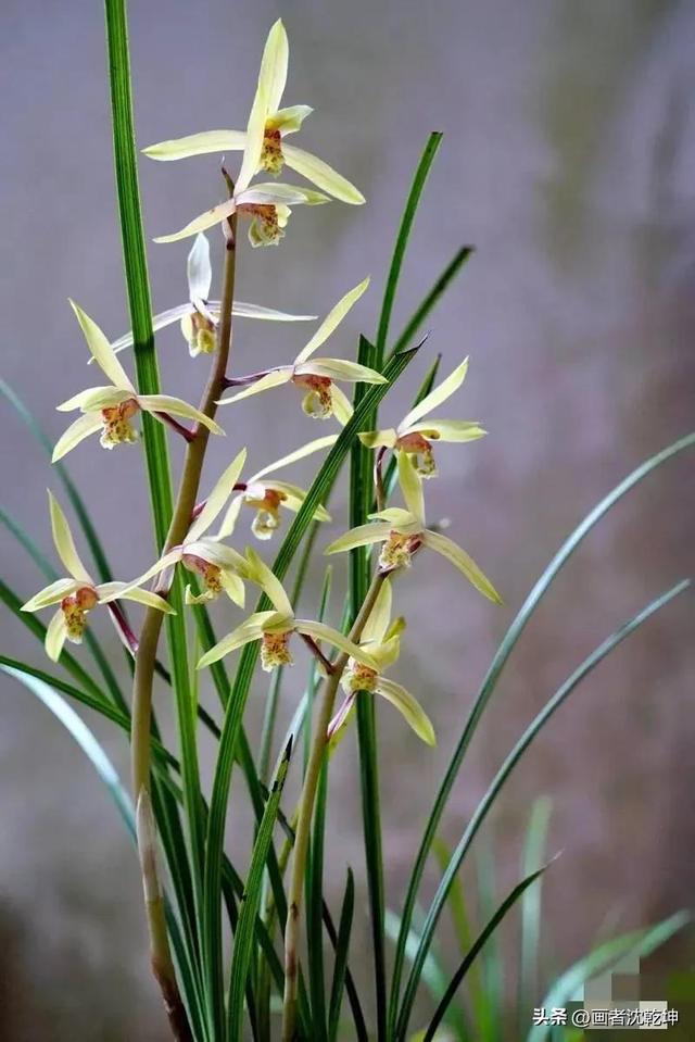 十大最贵最美兰花，绝美兰花50幅