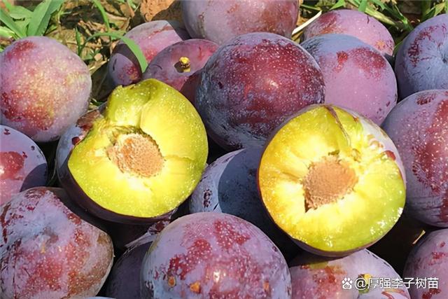 李子树的生长环境，李子树苗新品种价格李子树苗（李子树苗的生长环境是怎样的）