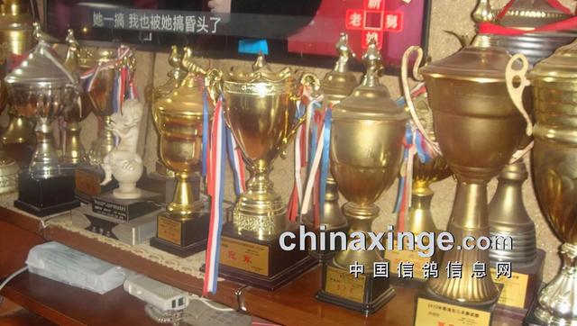 什么鸽子引天落，什么叫天落鸽子（引赛绩鸽修得正果——飞出三关鸽王冠军）