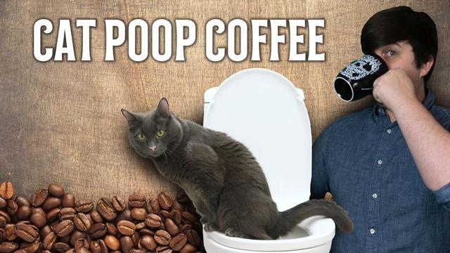 麝香猫多少钱一只，麝香猫咖啡（盘点世界上的天价分泌物）