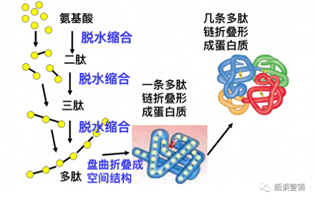 月尿是什么字，详解十二地支字义