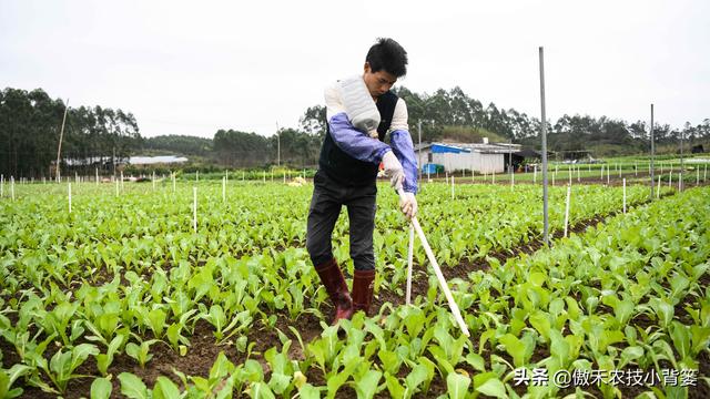 3的立方根是多少，3的3次方是多少（才能让蔬菜长得好、产量高、收益高）
