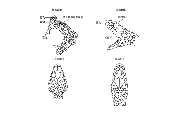 蛇会保护主人吗，玉米蛇会保护主人吗（96年海南巨蟒为报恩甘愿当“保姆”）