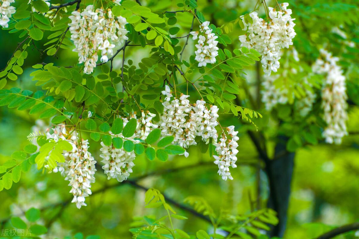 槐树叶图片(曾是北方首选的行道树) - 赤虎壹号