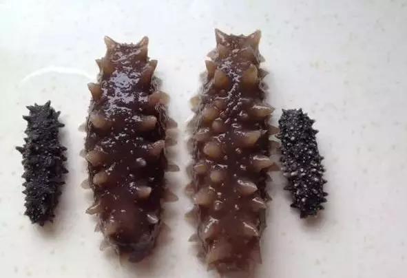 干海参泡发的正确方法，干海参泡发的正确方法视频（最全面的干海参泡发方法）