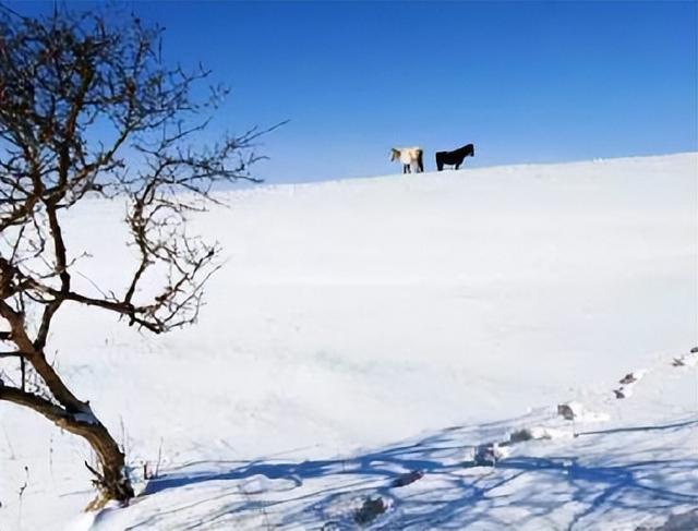 形容骏马的词语，有飞字的四字词语（点开文章看看有没有你知道的）