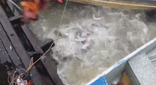 亚马逊河在哪里，亚马逊河在哪里（充满危险生物的亚马逊河有多可怕）