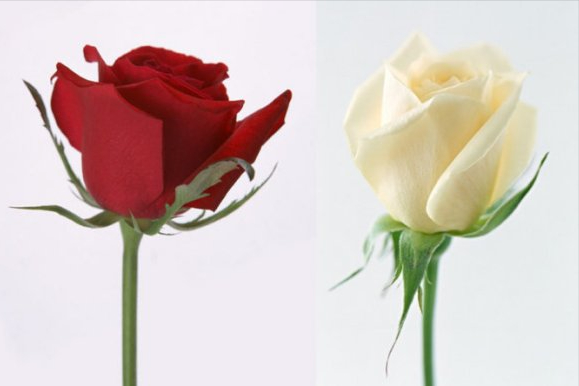 白玫瑰与红玫瑰，白玫瑰和红玫瑰的区别（《红玫瑰与白玫瑰》）