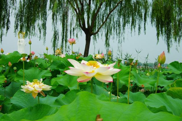 双子座是什么转世，十二星座是谁的转世（四大星座运气旺盛贵人多）