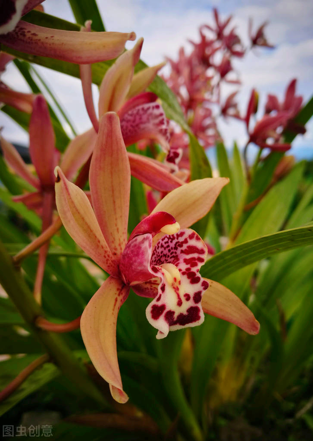 花语短句唯美句子，花语的唯美句子（一花一世界）