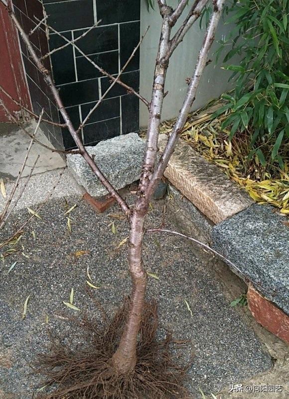 车厘子种植方法，盆栽车厘子种植技术（中国没有车厘子）