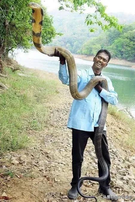 眼镜王蛇无敌啊,体长五米,毒液免疫,活该你牛