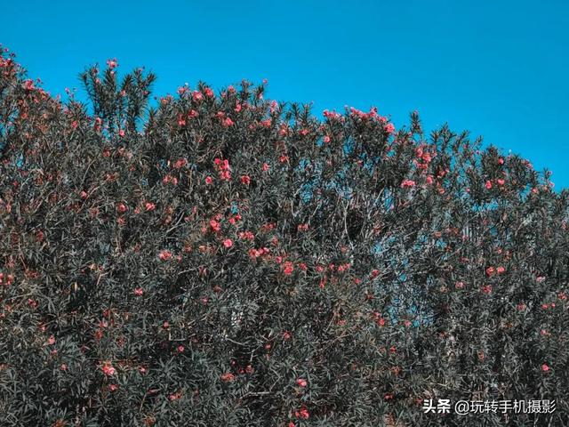 什么情况下拍照用HDR模式，拍照中的hdr是什么模式（你想不到的公园拍照技巧）