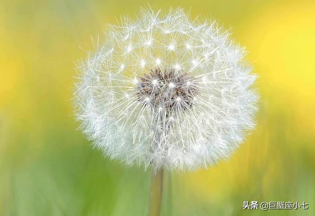 骨子里最冷血的星座女，生理需求最强烈的星座女（实则比冰还冷血的星座）