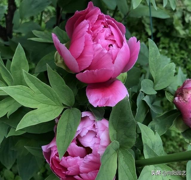 牡丹什么季节开花，菊花什么季节开花（种在花盆里的牡丹花，能养活吗）