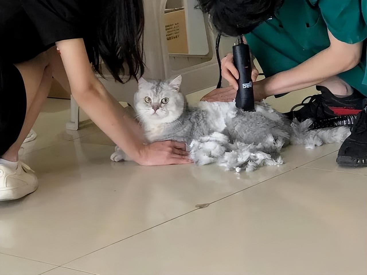 猫咪剪毛多少钱 猫的毛太长可以剪短吗