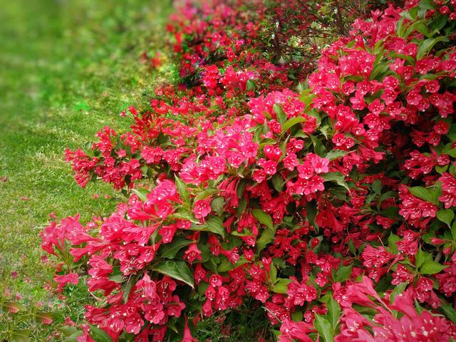 冬天有什么花开放，冬季开花的花卉有哪些（8种“稀罕花”）