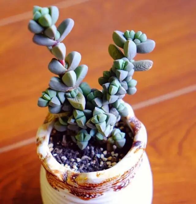 观赏蟹可以深水养吗，可以深水养的淡水观赏蟹（要肥嘟嘟才好看的多肉）