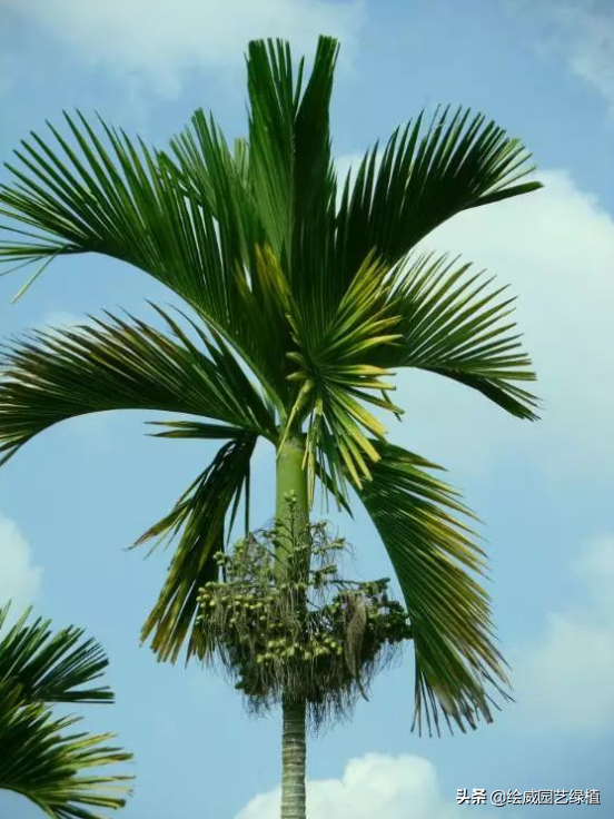 怎么养佛花千瓣金莲，千叶佛莲花怎么养（最有佛性的“五树六花”这些禅意绿植放在家里好养又增光）
