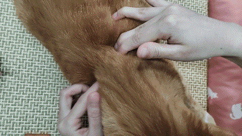 怎样抱猫咪最舒服，怎样抱猫咪最舒服图片（史上最全猫咪按摩宝典）