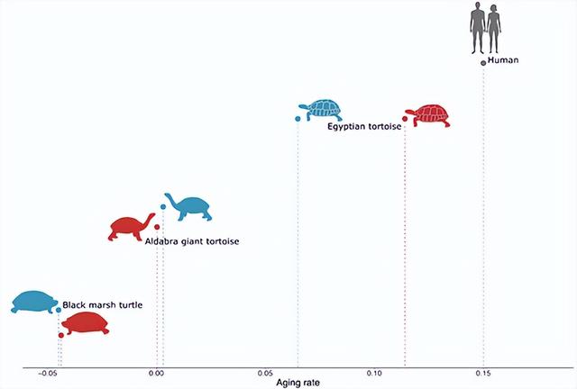 乌龟为何爱睡觉，乌龟为何爱睡觉的原因（似乎藏着延缓衰老的真正奥秘）