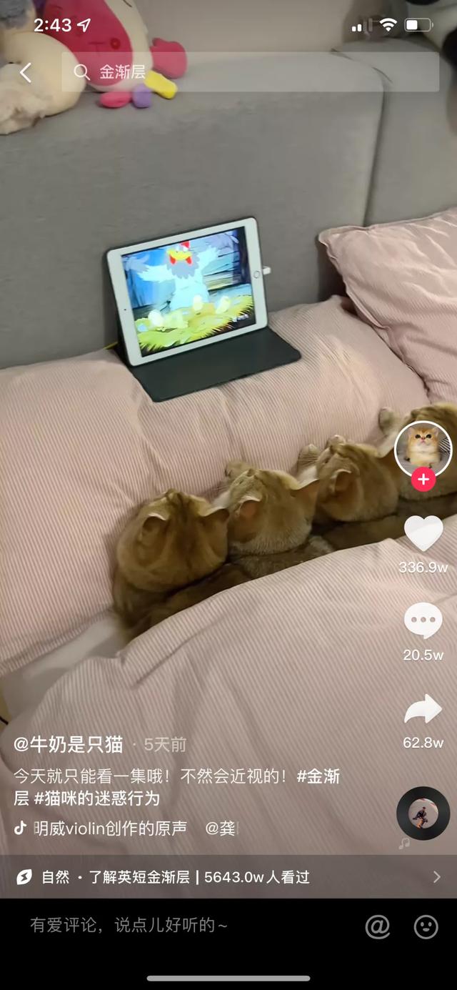 魔法哈奇怎么抓战宠，魔法哈奇怎么抓战宠视频（有一位以治愈系合集为主）