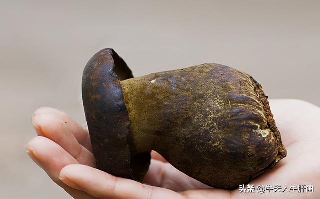 菌类有哪些，黄色的菌类有哪些（吃过三种就是人生赢家）