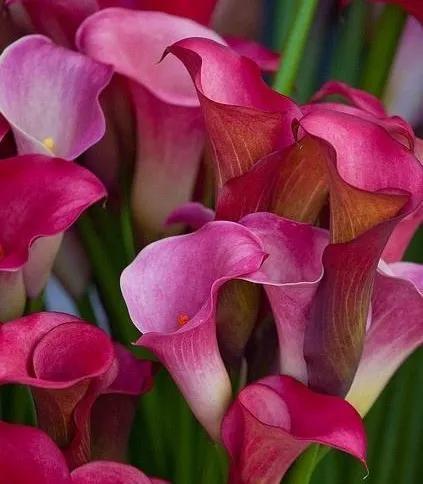 看望病人买什么鲜花，适合送病人的鲜花有哪几种（哪些花代表健康、平安、幸福）